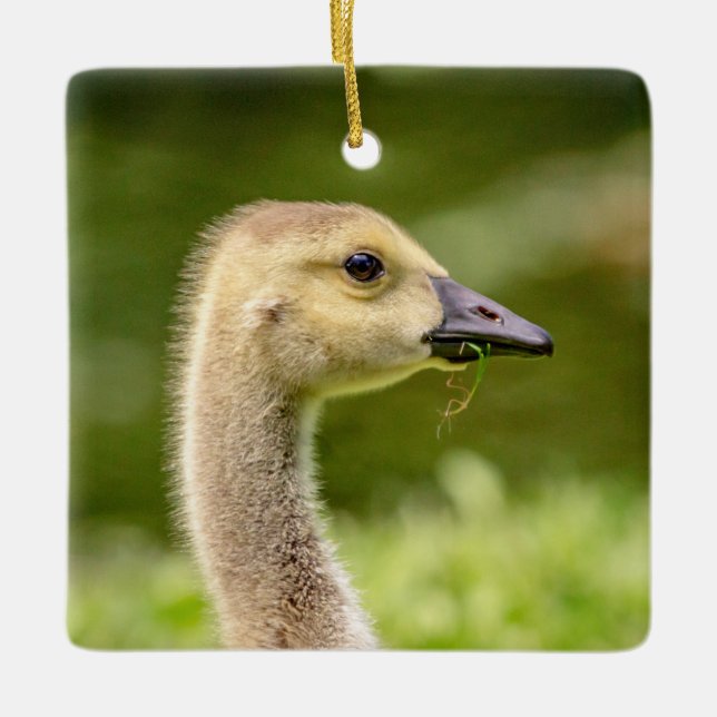 Adorno De Cerámica Ganso Canadiense (Gosling) (Anverso)