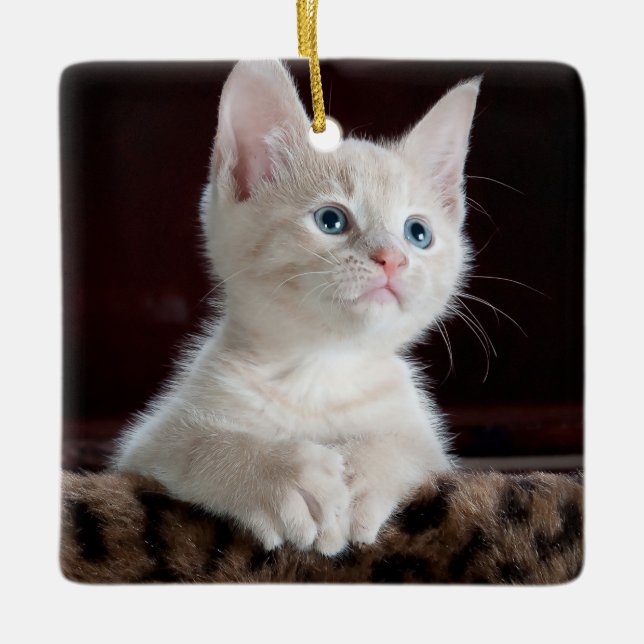 Adorno De Cerámica Gatito blanco vulnerable (Anverso)