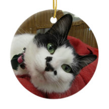 Gato blanco y negro