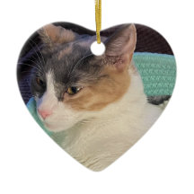 Gato de Calico en la cama de gato