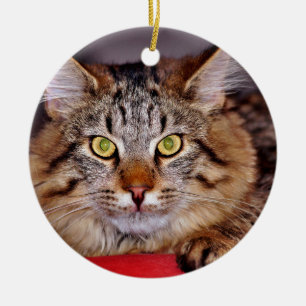 Adorno De Cerámica Gato de Maine-Coone