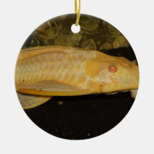 Adorno De Cerámica Glyptoperichthys gibbiceps