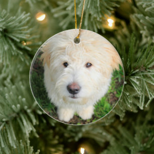Adorno De Cerámica Goldendoodle Puppy Mirando Cámara
