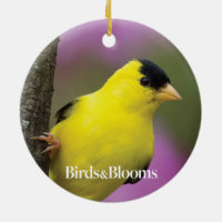 Goldfinch