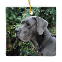 Great Dane imagen