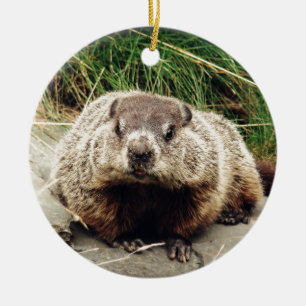 Adorno De Cerámica Groundhog