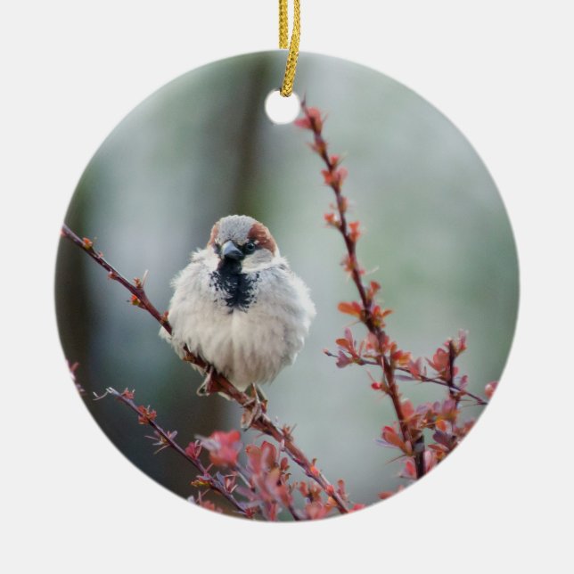 Adorno De Cerámica Grump Fluffy (Frente)