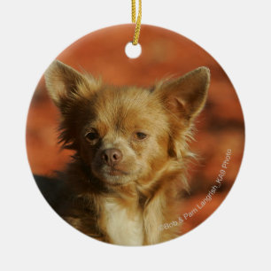 Adorno De Cerámica Headshot del perrito de la chihuahua