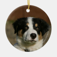 Headshot viejo del perrito del border collie de 12