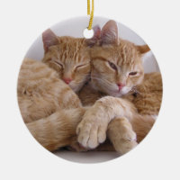 Hermanos anaranjados del Tabby