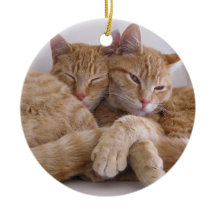 Hermanos anaranjados del Tabby