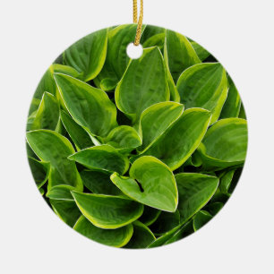 Adorno De Cerámica Hermosa planta de hosta verde