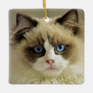 Adorno De Cerámica Hermoso gato de Ragdoll con ojos azules