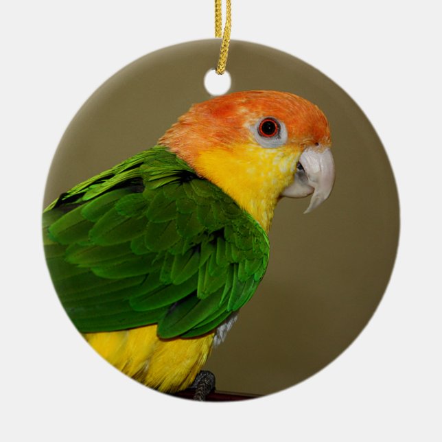 Adorno De Cerámica Hermoso loro caique blanco belmentado posando (Frente)