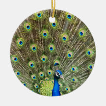 Hermoso pájaro pavo real