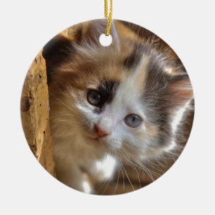 Adorno De Cerámica Heterochromia Calico Kitten