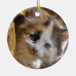 Adorno De Cerámica Heterochromia Calico Kitten