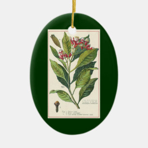 Adorno De Cerámica Hierbas Especias Comida Antigüa, Clavos Planta