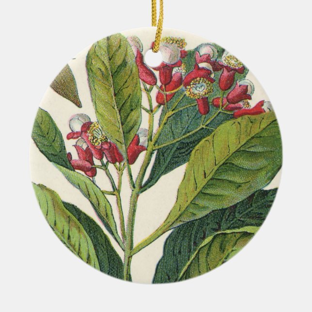 Adorno De Cerámica Hierbas Especias Comida Antigua, Clavos Planta (Frente)