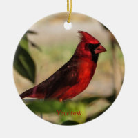 Hombre pájaro rojo Fotografía cardenal