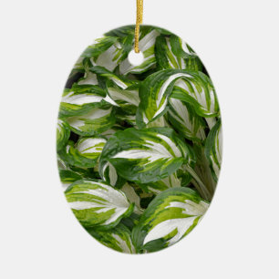 Adorno De Cerámica Hosta rayada verde y blanca