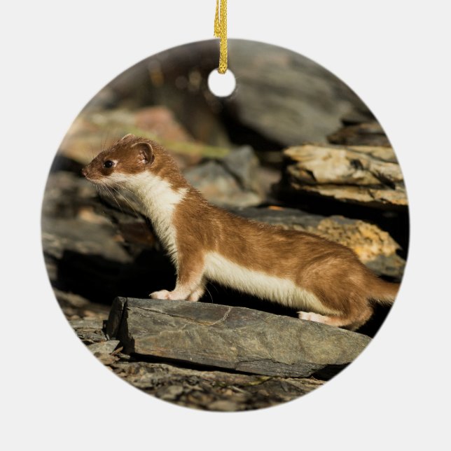 Adorno De Cerámica Hunting Weasel (Atrás)