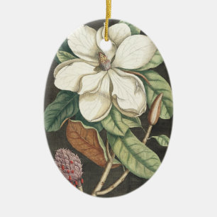 Adorno De Cerámica Ilustración botánica vintage de magnolia de Catesb