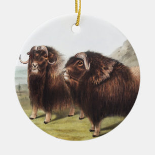 Adorno De Cerámica Ilustracion Musk Ox (Ovibos moschatus)