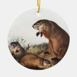 Adorno De Cerámica Ilustracion Woodchuck (Arctomys monax)