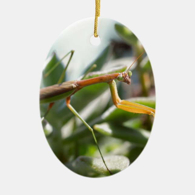 Adorno De Cerámica Insecto de la mantis religiosa (Frente)