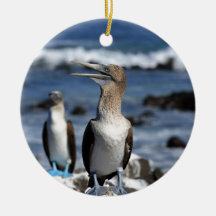 Islas Galápagos con pies azules