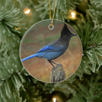 Adorno De Cerámica Jay de Steller (Cyanocitta stelleri)