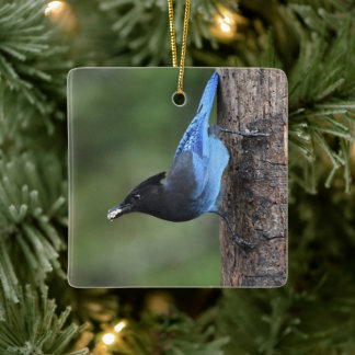 Adorno De Cerámica Jay de Steller (Cyanocitta stelleri)