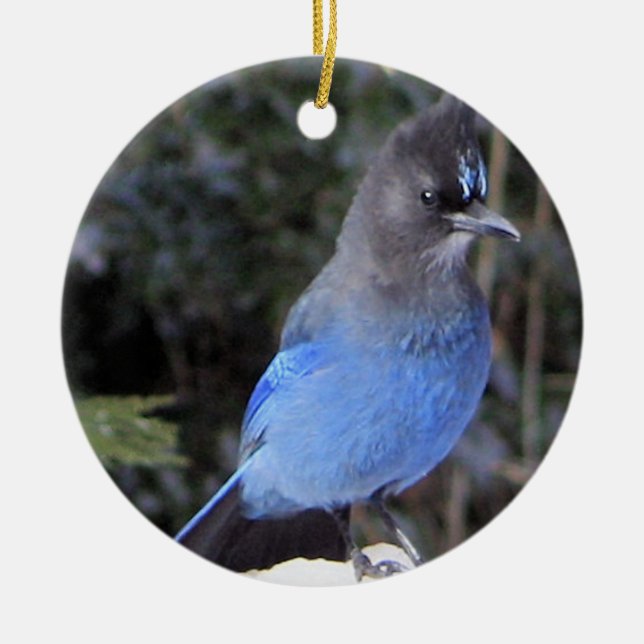 Adorno De Cerámica Jay Ornament de Steller (Frente)