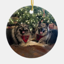 Keeshond con el árbol de navidad