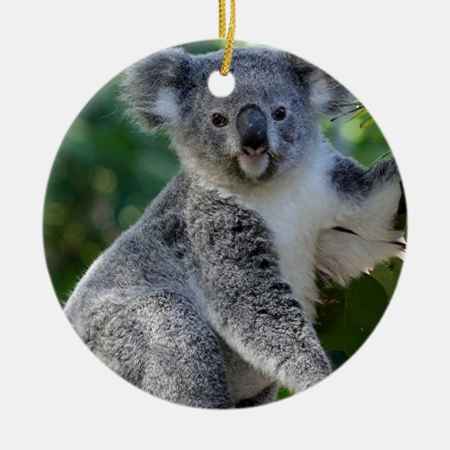Adorno De Cerámica Koala australiana mimosa linda (Frente)