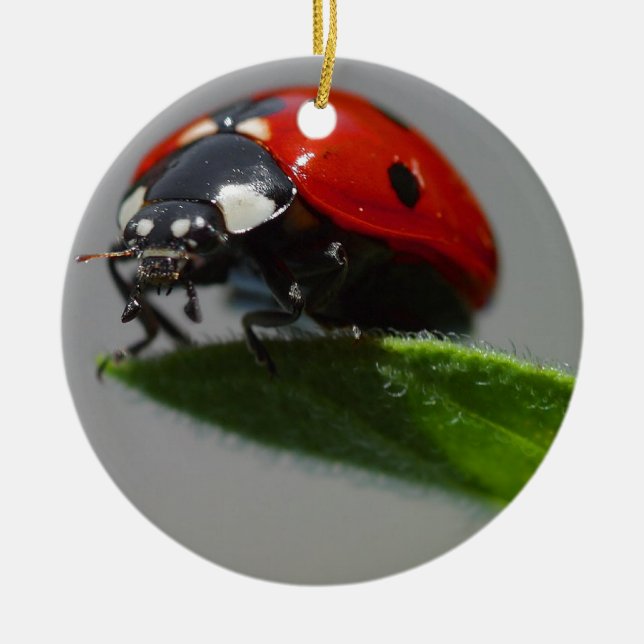 Adorno De Cerámica Ladybug Aovers Art (Frente)