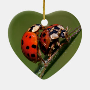 Adorno De Cerámica Ladybugs en amor