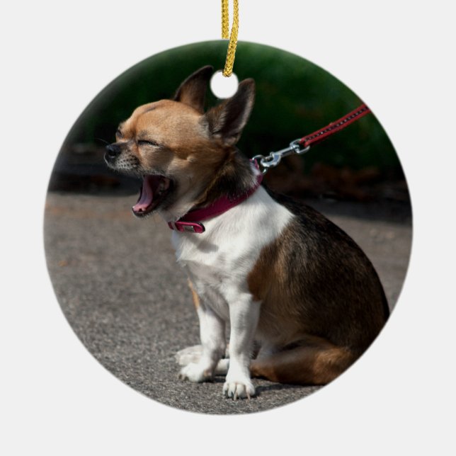 Adorno De Cerámica Laughing Chihuahua (Frente)