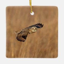 Lechuza de orejas cortas en vuelo en los pastizale