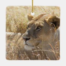 León en la colocación en la alta hierba de