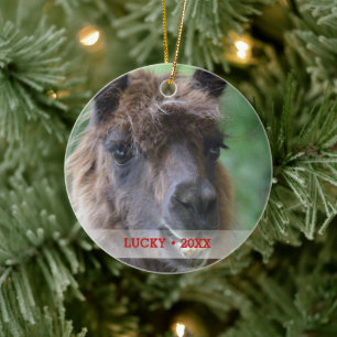 Adorno De Cerámica Llama Mascota personalizada, foto y nombre árbol 