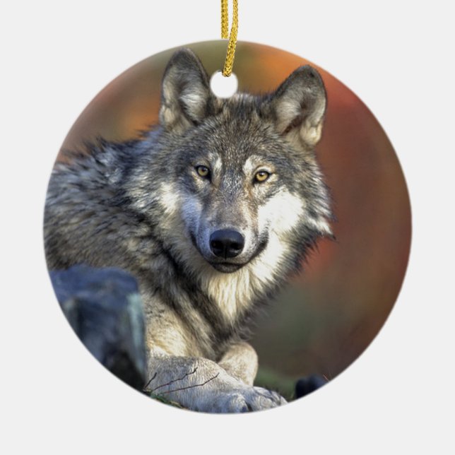 Adorno De Cerámica Lobo Gris (Frente)
