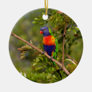 Adorno De Cerámica Lorikeet arcoiris