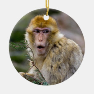 Adorno De Cerámica Macaca sylvanus