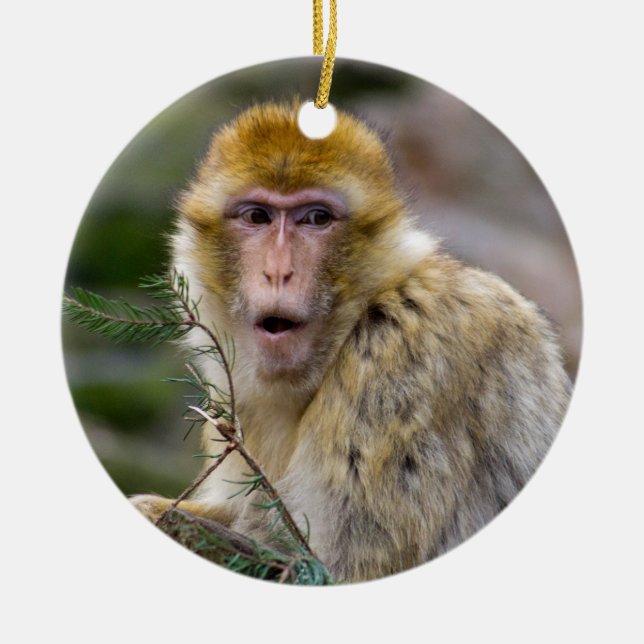 Adorno De Cerámica Macaca sylvanus (Frente)