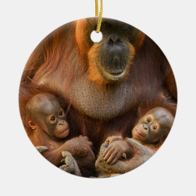 Adorno De Cerámica Madre de Orangutan sosteniendo dos bebés (Frente)
