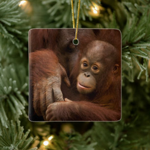 Adorno De Cerámica Madre y bebé orangután en el zoológico