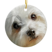 Maltese dog watercolor portrait