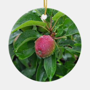 Adorno De Cerámica Manzana roja fresca en árbol